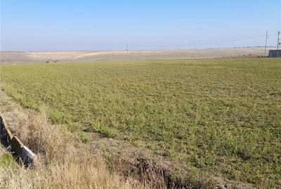 Teren de 15000 mp, în Sud - 5