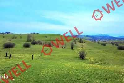Teren de 6519 mp, în Barcani - 4