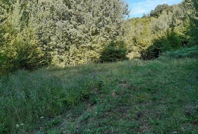 Teren de 11510 mp, în Marginea - 4