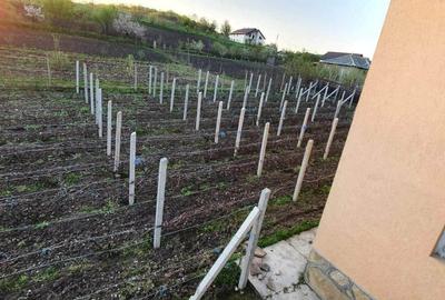 Casă cu 4 camere în Pârcovaci - 8