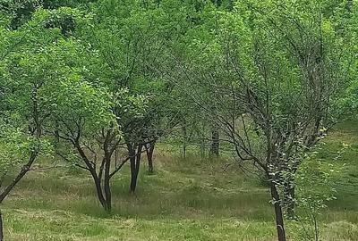 Teren de 6000 mp, în Stoilești - 3