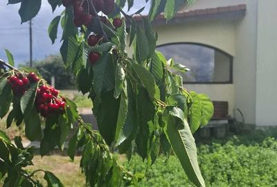 Casă cu Teren 1400 Mp în Hădăreni - 7