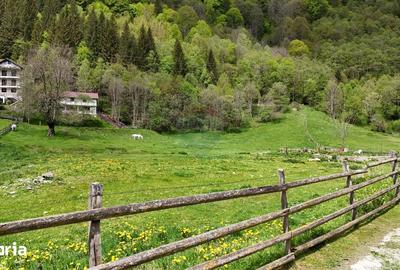 Teren de 10000 mp, în Rucăr - 3