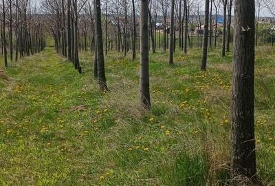 Teren de 11400 mp, în Ciprian Porumbescu - 4