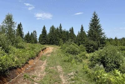 Teren de 1000 mp, în Beliș