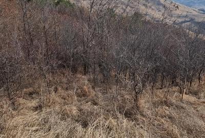 Teren de 25000 mp, în Vintilă Vodă - 2