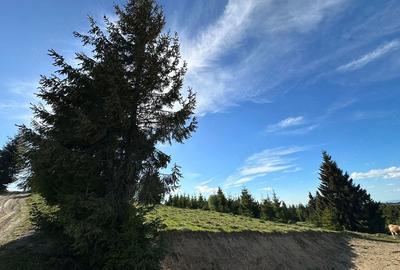 Teren de 2300 mp, în Beliș