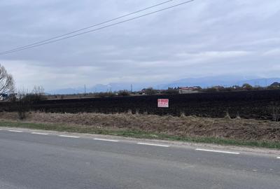 Teren agricol extravilan de 50000 mp, în Hălchiu - 2