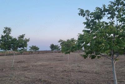 Teren de 10000 mp, în Livada - 5