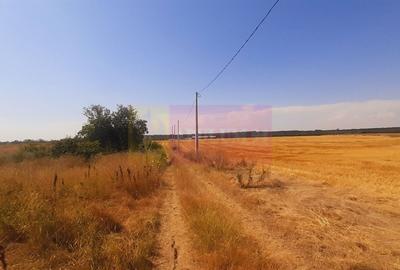 Teren Construcții intravilan de 2000 mp, în Brănești - 14