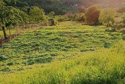 Teren de 1587 mp, în Rădășeni - 2