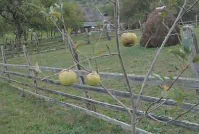 Teren de 1474 mp, în Sălciua - 8
