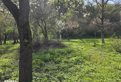 Casă cu 3 camere cu Teren 3748 Mp în Nădrag - 6