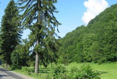 Teren de 1123 mp, în Moroeni