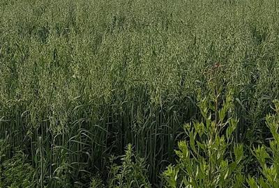Teren de 1200 mp, în Măgura - 2