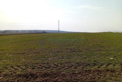 Teren Construcții intravilan de 20000 mp, în Biharia - 1