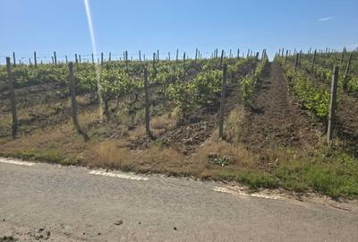 Teren de 9265 mp, în Dumbrăveni - 1