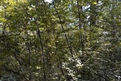 Teren agricol extravilan de 80000 mp, în Filipeștii de Pădure
