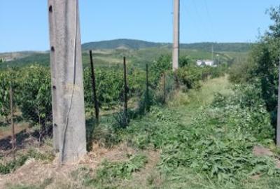 Teren intravilan de 5000 mp, în Cuvin - 6