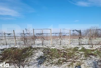 Teren de 50000 mp, în Ciorani - 10