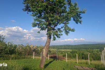 Teren de 809 mp, în Poplaca - 17