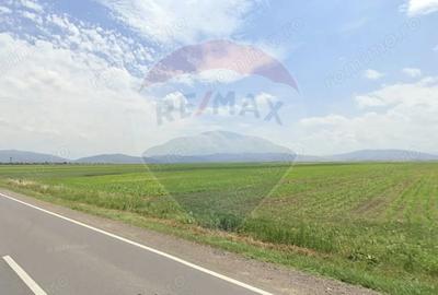 Teren de 6000 mp, în Prejmer