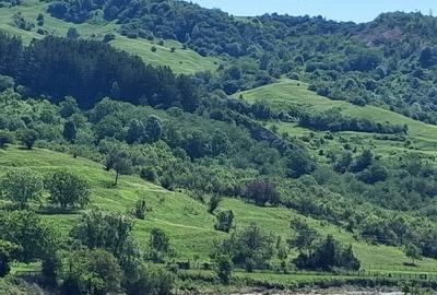 Teren de 5000 mp, în Chiojdu - 1