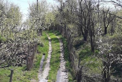 Casă cu 5 camere în Roșia de Amaradia - 9