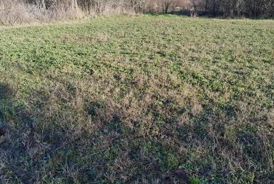 Teren de 2318 mp, în Rociu - 3