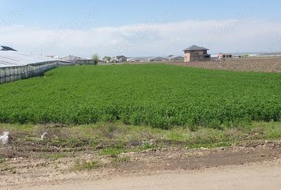 Teren de 4000 mp, în Matca - 1