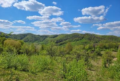 Teren de 70000 mp, în Șerani - 5