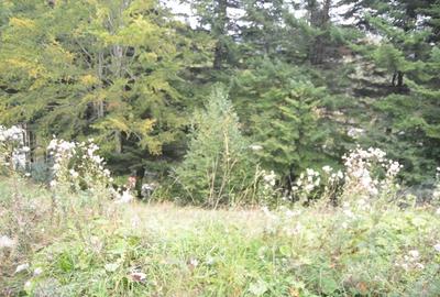 Teren în Valea Alba - 1