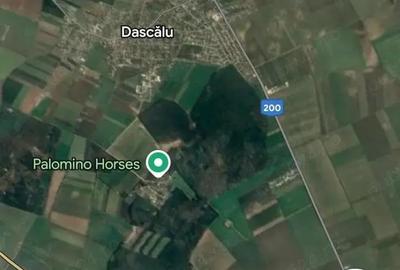 Teren de 6800 mp, în Dascălu - 1