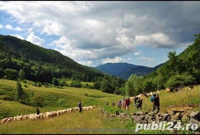 Teren de 4500 mp, în Sud