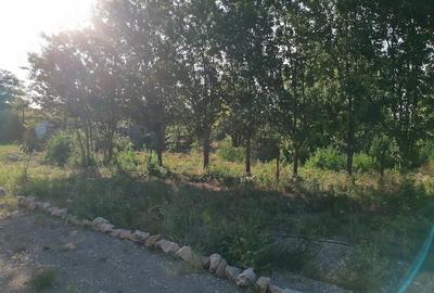 Casă cu 5 camere cu Teren 4500 Mp în Poiana - 2