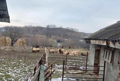 Teren de 6900 mp, în Rotopănești - 4