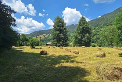 Teren de 18200 mp, în Tulgheș