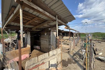 Casă cu 4 camere cu Teren 3000 Mp în Doba - 11