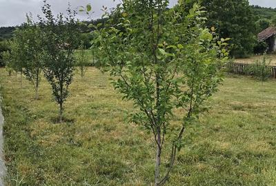 Casă cu 2 camere cu Teren 6000 Mp în Lechincioara - 5