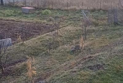 Teren de 1000 mp, în Ciurila - 2