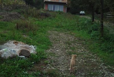 Casă cu 12 camere cu Teren 958 Mp în Homorâciu - 2