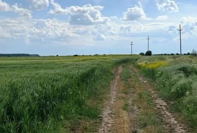 Teren agricol intravilan de 150000 mp, în Nord-Vest - 4