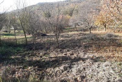 Teren agricol extravilan de 4460 mp, în Podgoria - 1
