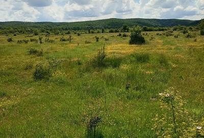 Teren de 1500 mp, în Merișani - 7