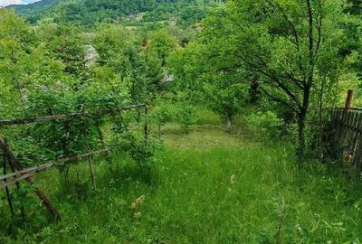 Teren de 800 mp, în Ibănești - 3