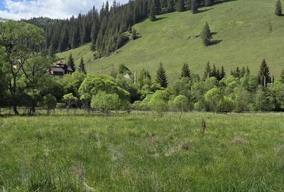 Teren de 5808 mp, în Valea Putnei - 9