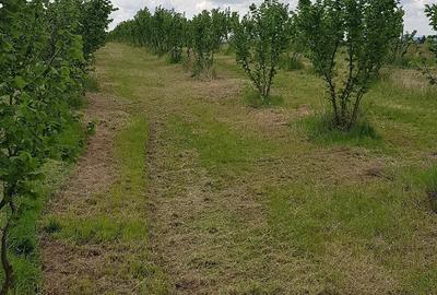 Teren de 20000 mp, în Almăj - 4