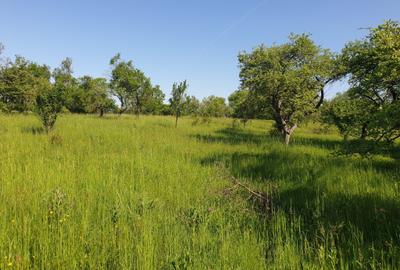 Teren Construcții intravilan de 1000 mp, în Pădureni (Chinteni) - 5