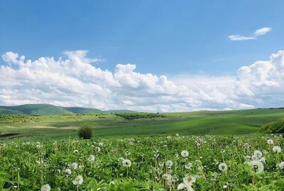 Teren de 120000 mp, în Baciu - 2