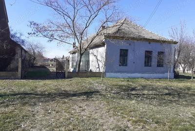 Casă cu 4 camere cu Teren 1439 Mp în Teremia Mare - 2